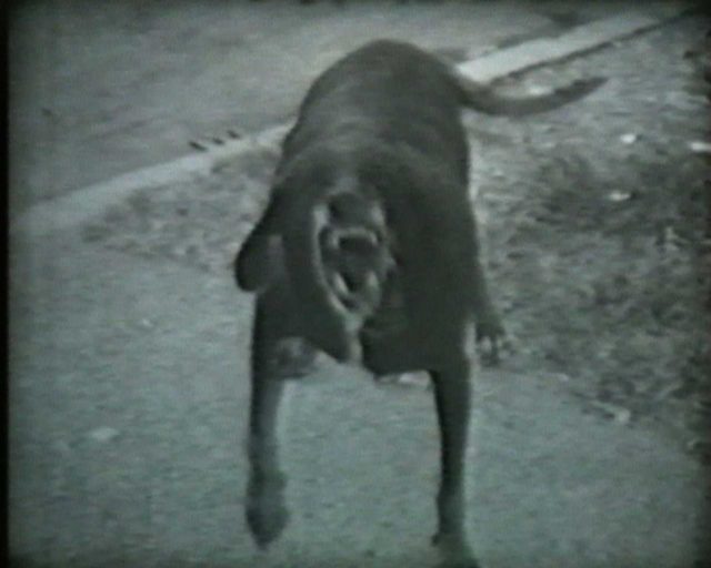 Franco Vaccari / Massimo Vitangeli