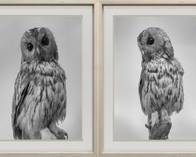 Natura Umana / Alex Hanimann